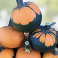 Batwing Pumpkin Seeds 10 Pack - Black Cape Variety - Cucurbita pepo Edible Pumpkin Seeds for Planting - Easy to Grow