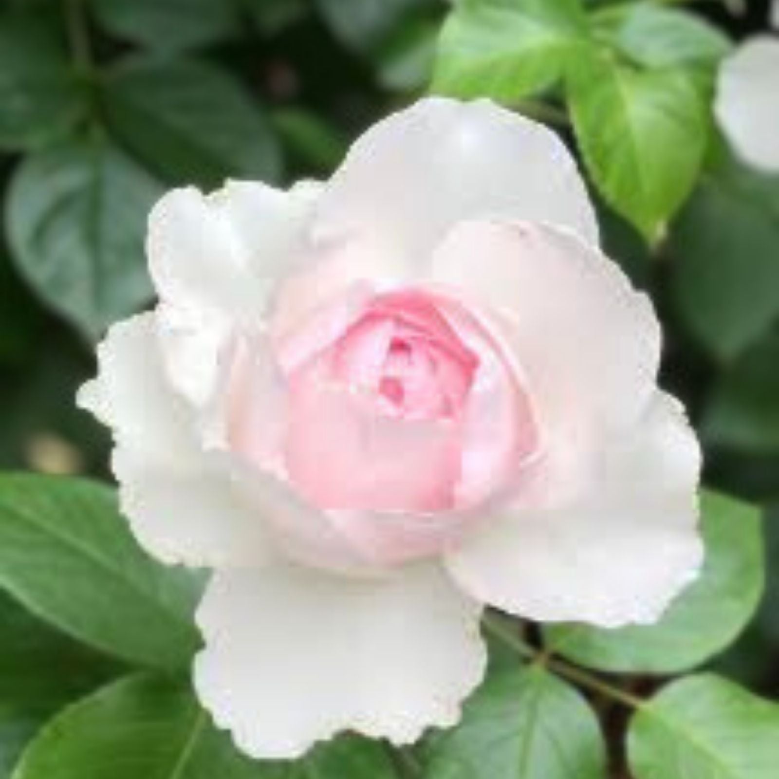 Climbing Rose Cuttings - 3 Fresh 6” Unrooted Rosa Auswith Variety - Live Plant, Garden, Flowering, Starter Plant