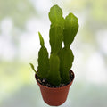 Epiphyllum Orchid Cactus Cuttings Hookeri Strictum 7-8" Live Plant Starter Houseplant