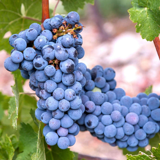 Live Plant Cutting Carménère Grape Vine 10-13" Vitis vinifera Organic Fruit-Bearing Fresh Plant