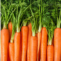 Heirloom Carrot Seeds Non-GMO Organic Daucus carota Danvers Half Long Vegetable Garden Starter Plant