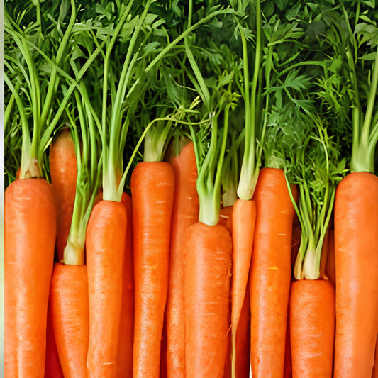 Heirloom Carrot Seeds Non-GMO Organic Daucus carota Danvers Half Long Vegetable Garden Starter Plant