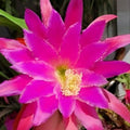 Epiphyllum Chanteuse Unrooted Cactus Cuttings – 8-10 Inches Long – Exotic Epiphyllum spp. Plant Propagation Material