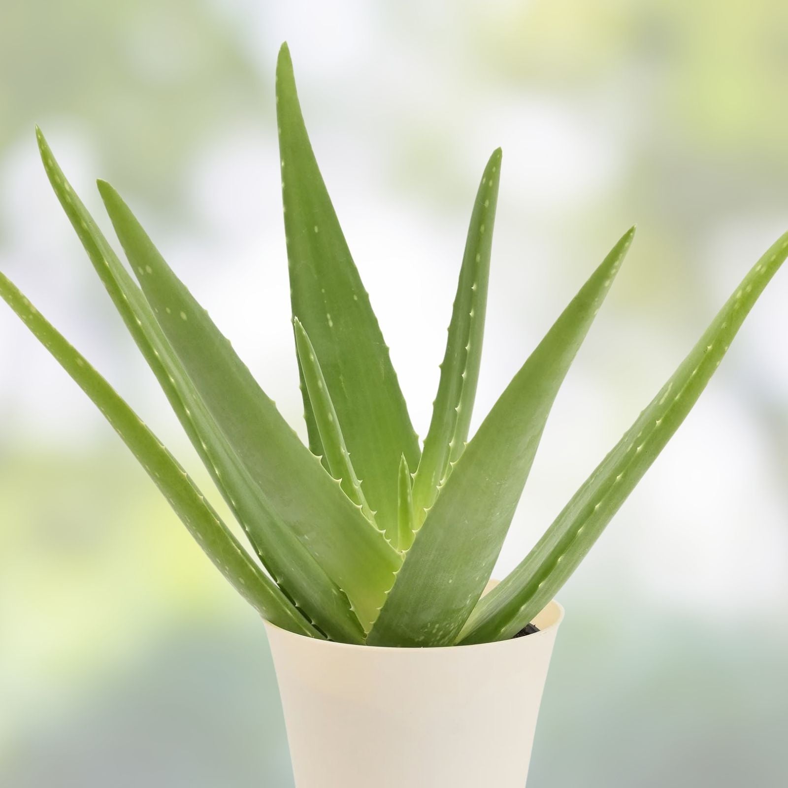 Aloe Vera Live Plant 2in Succulent Indoor Houseplant Aloe Barbadensis Garden Starter