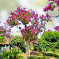 Crepe Myrtle Flower Tree Seeds | Lagerstroemia Starter Plants | 100+ Bright Color Seeds | Live Plant or Cutting | USA Seller