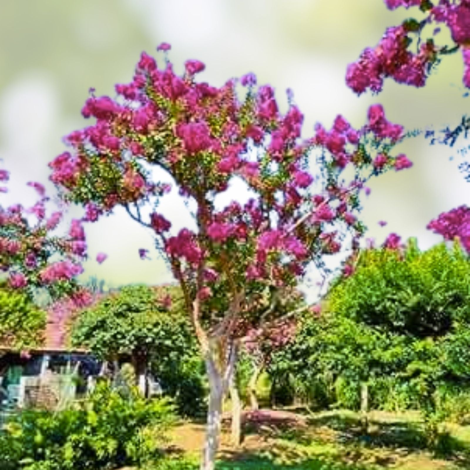 Crepe Myrtle Flower Tree Seeds | Lagerstroemia Starter Plants | 100+ Bright Color Seeds | Live Plant or Cutting | USA Seller