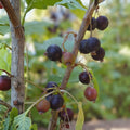 Black Currant Cuttings Ribes nigrum Live Plant Propagation Starter 8-10 Inches