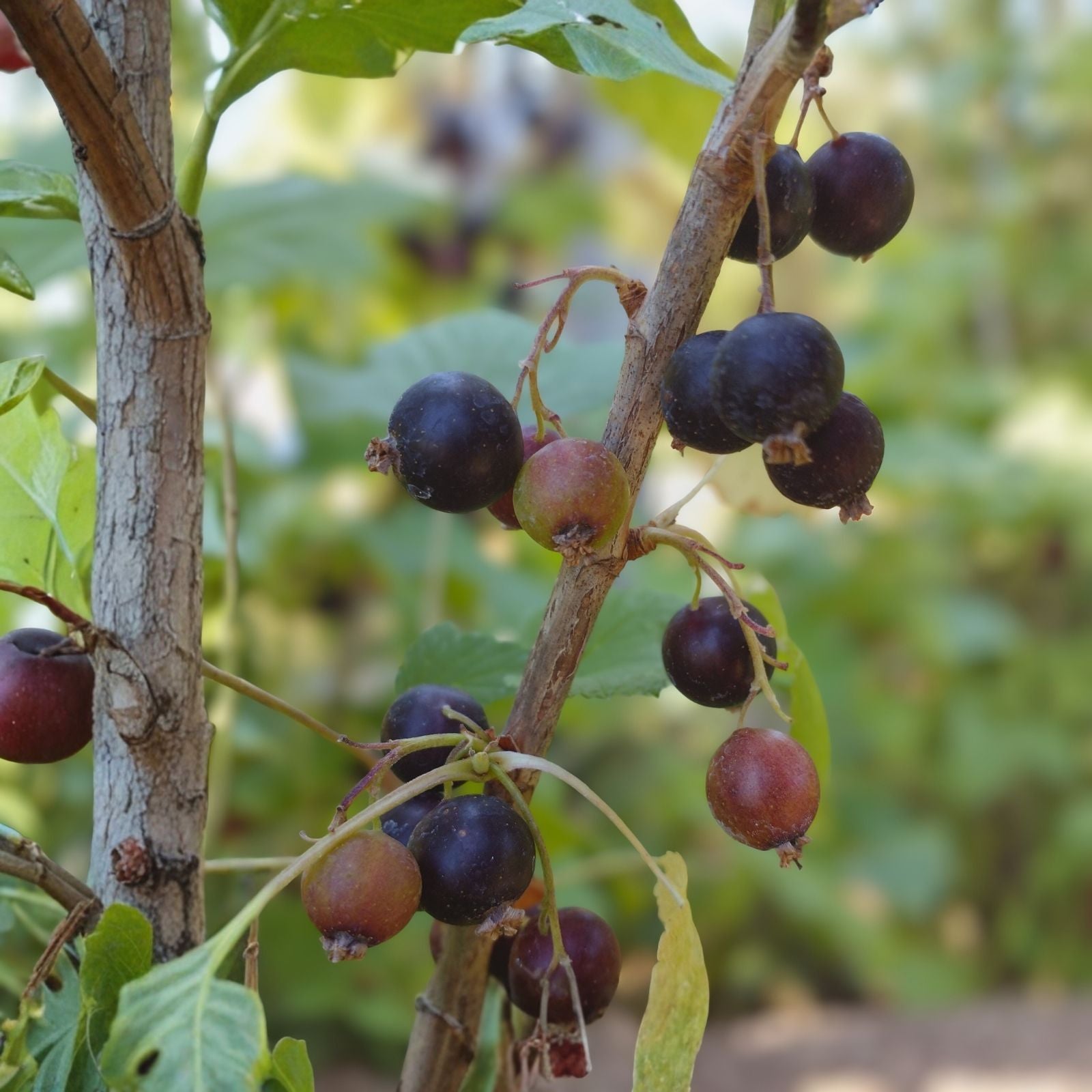 Black Currant Cuttings Ribes nigrum Live Plant Propagation Starter 8-10 Inches