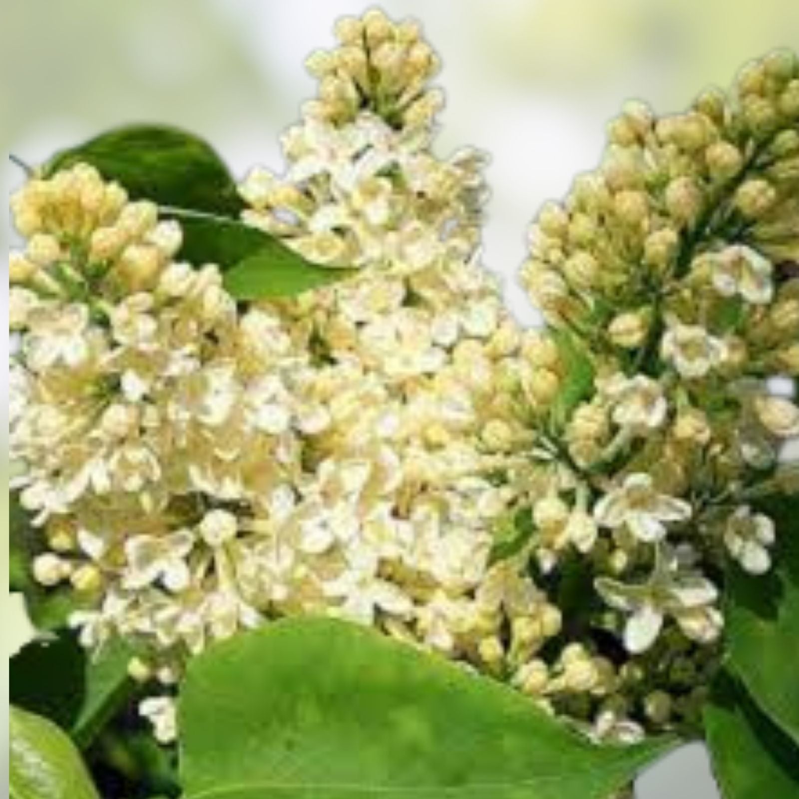 Primrose Lilac Starter Plant Syringa Vulgaris Fragrant Flowering Shrub 4-8 inches Live Plant