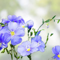 Blue Flax Seeds Pack 500+ Linum perenne Wildflower Native Ornamental Garden Plant