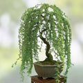 Weeping Willow Bonsai Tree Cutting – Large Thick Trunk Indoor Plant – Salix babylonica – Live Plant for Home & Garden