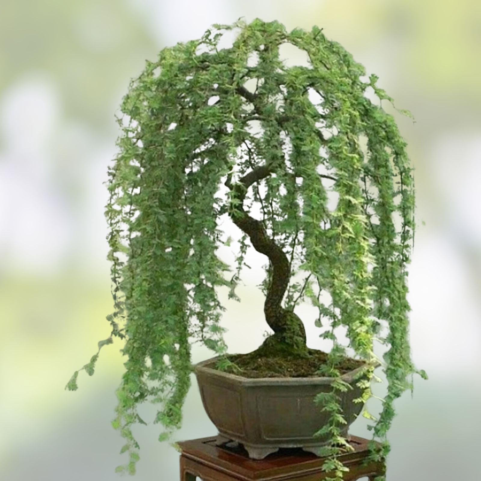 Weeping Willow Bonsai Tree Cutting – Large Thick Trunk Indoor Plant – Salix babylonica – Live Plant for Home & Garden