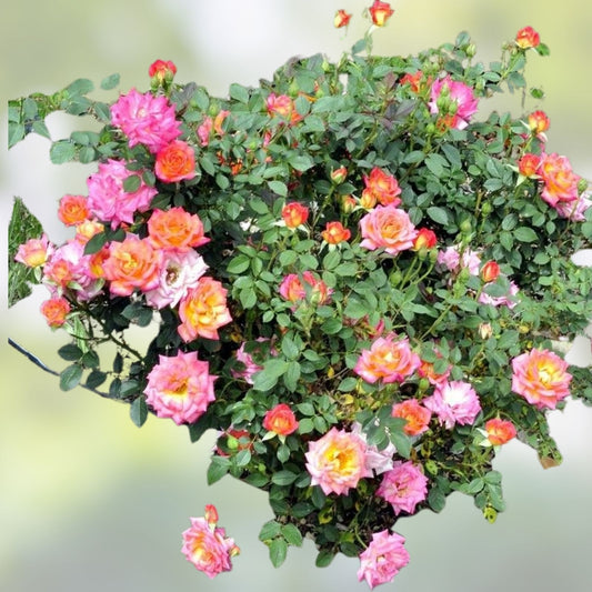 Hot Tamale Miniature Rose Cuttings - Unrooted 4" Stems - Rosa Miniature Flowering Plant for Garden, Patio, Container