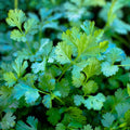 Cilantro Seeds 50 Pack - Non-GMO Heirloom Culinary Herb - Coriandrum sativum, Slow Bolt, Herb Seeds for Garden or Indoor Growing