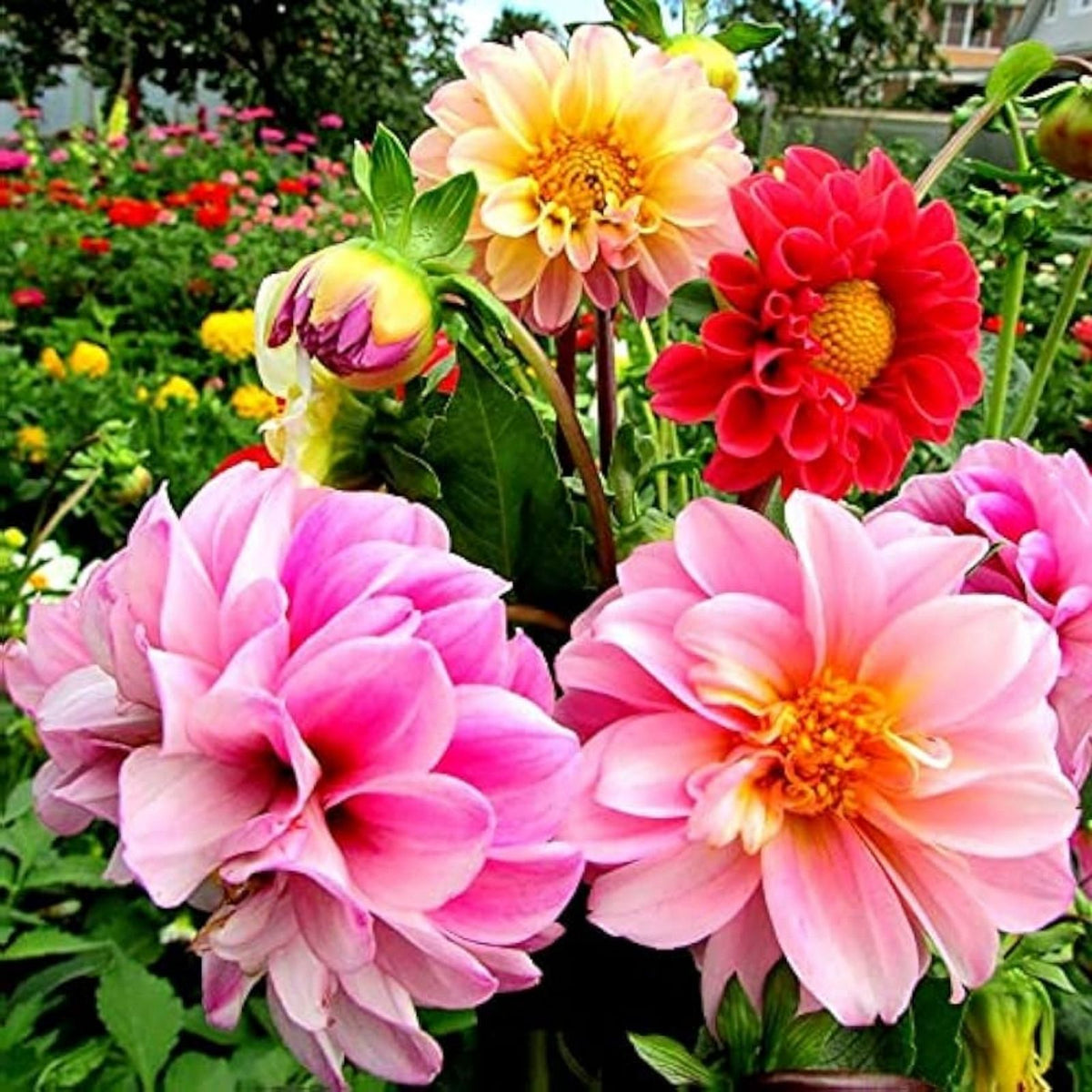 Dahlia Seeds 50+ Mixed Colors | USA Grown Dahlia pinnata Flower Seeds for Garden, Patio & Cut Flowers