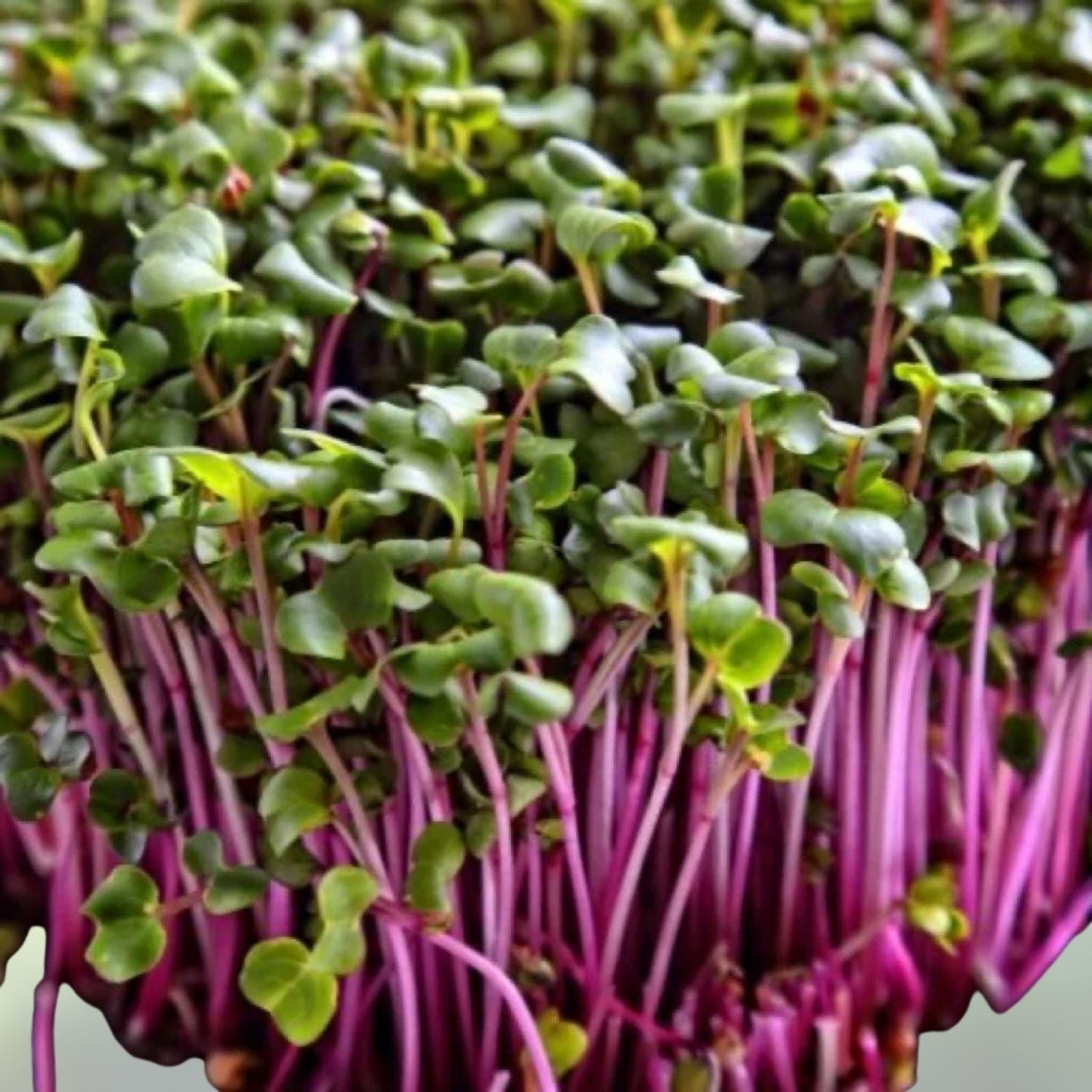 Red Kale Microgreen Seeds 4oz – Brassica oleracea Nutrient-Dense Microgreens, Live Plant, Sprouting, Starter Plant