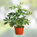 Variegated Schefflera Plant Cuttings | Indoor Houseplant | Bright Green & Cream Leaves | Schefflera arboricola | Live Starter Plant