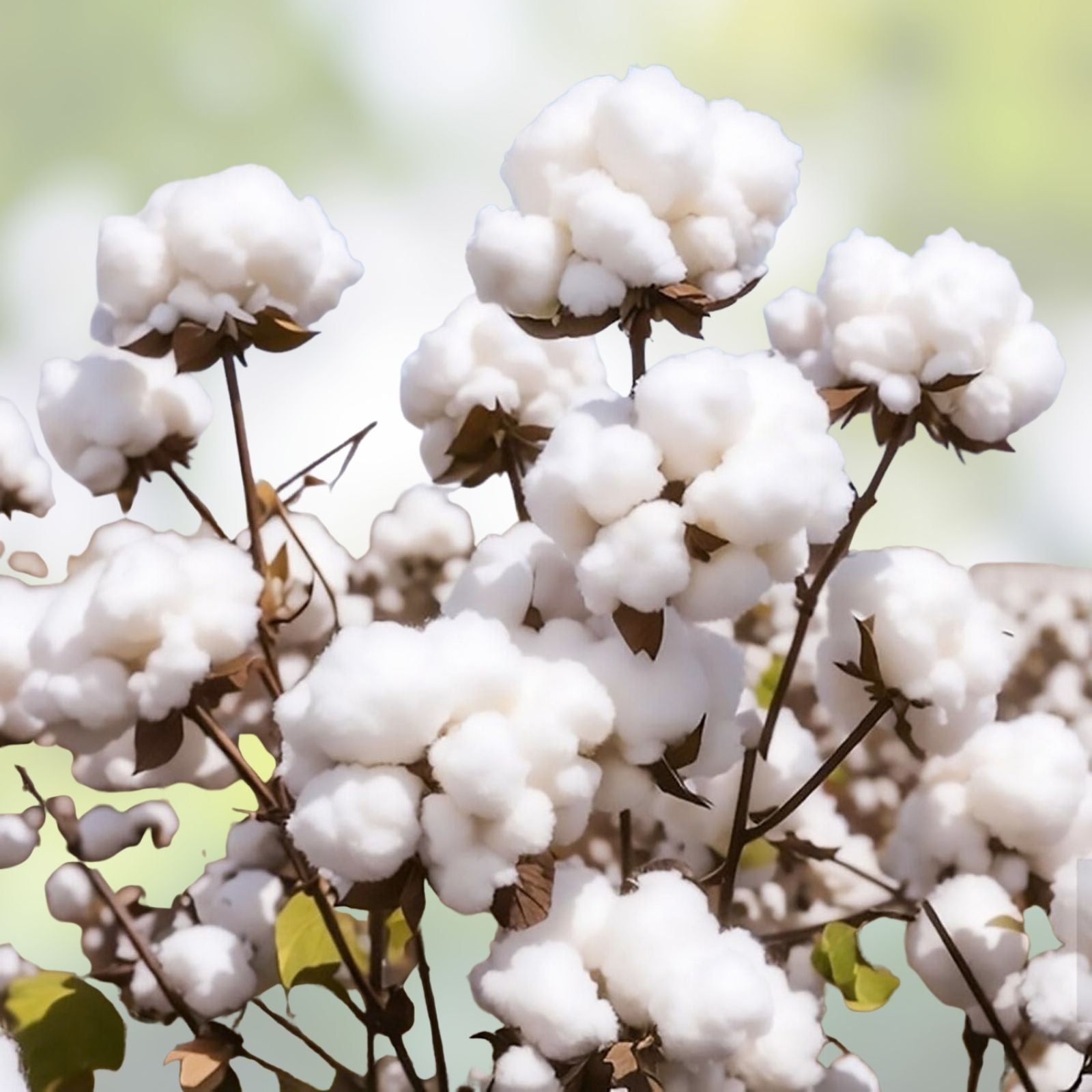 American Cotton Seeds for Planting – 50 Organic Gossypium hirsutum Cotton Seeds – Fast Growing Cotton Variety