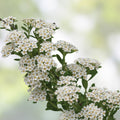 White Wedding Cake Spirea Cuttings, 10 Unrooted 6-8" Live Plant, Garden Decor, Spiraea prunifolia, Hardy Zones 5-9