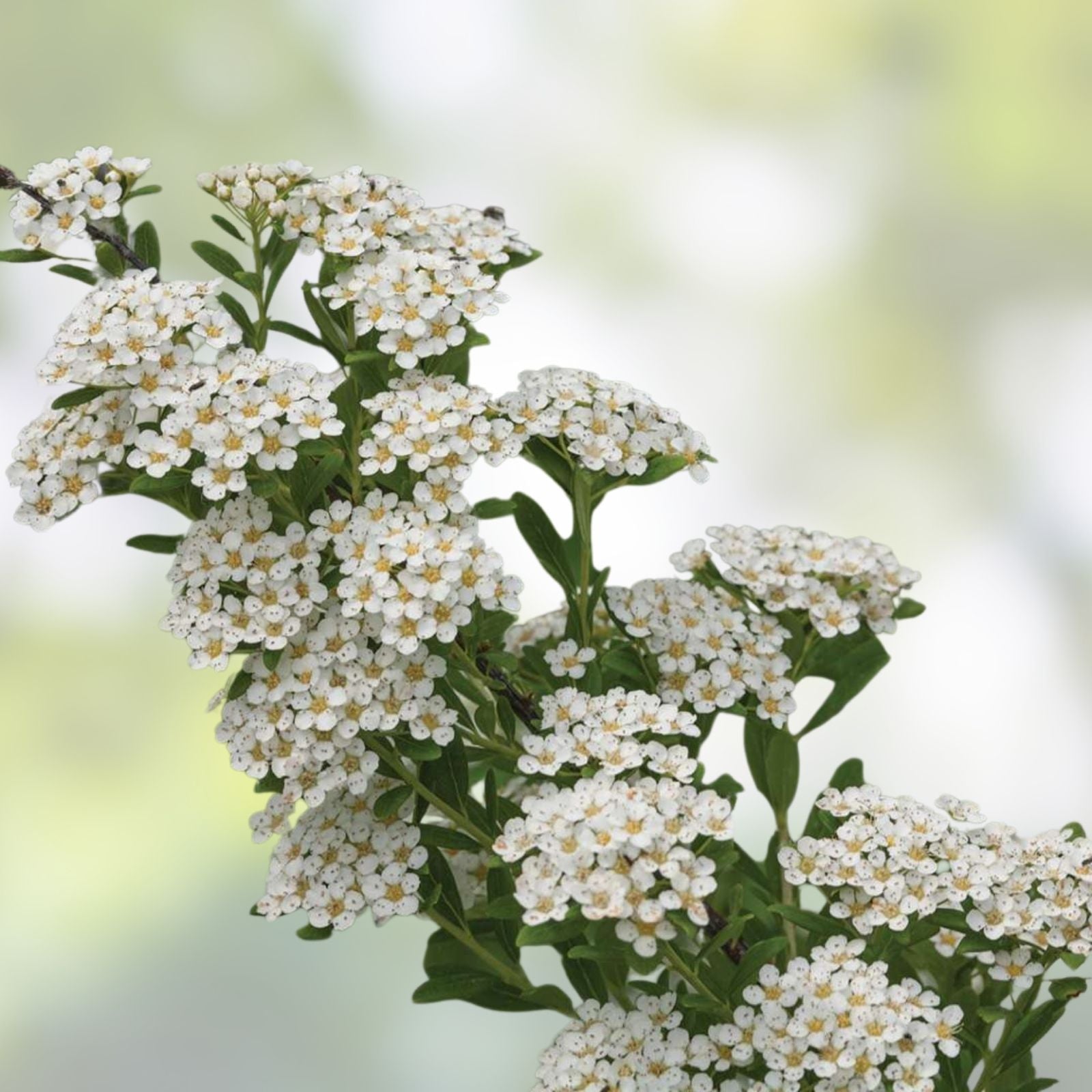 White Wedding Cake Spirea Cuttings, 10 Unrooted 6-8" Live Plant, Garden Decor, Spiraea prunifolia, Hardy Zones 5-9