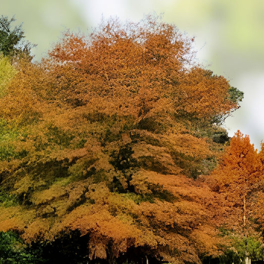 Willow Oak Seedlings Quercus phellos Live Trees 5 Pack Fast-Growing Hardwood Native Alabama Wildlife Friendly