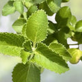 Cuban Oregano Cuttings 8 Pack Mexican Mint Herb Coleus amboinicus Live Plant Culinary Medicinal Starter