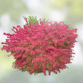 Burning Bush Cuttings Set of 12 Euonymus alatus Live Shrubs 6-8 Inches Ornamental Landscaping Plants