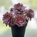 Rare Variegated Aeonium Mardi Gras Succulent Cutting – Live Plant for Home Decor, Garden, Collection
