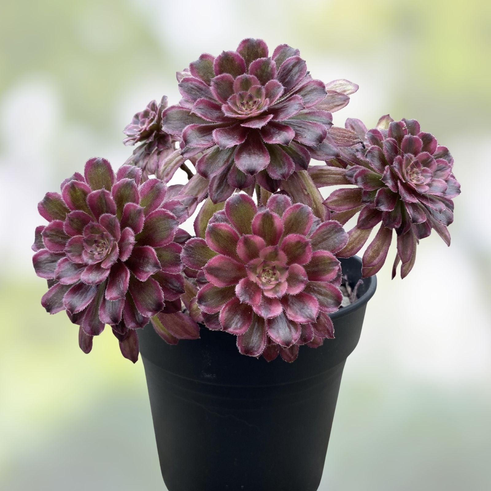Rare Variegated Aeonium Mardi Gras Succulent Cutting – Live Plant for Home Decor, Garden, Collection