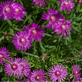 Ice Plant Cutting Purple Pink Ground Cover Succulent 4-7" Delosperma spp. Live Plant, Starter Plant, Houseplant