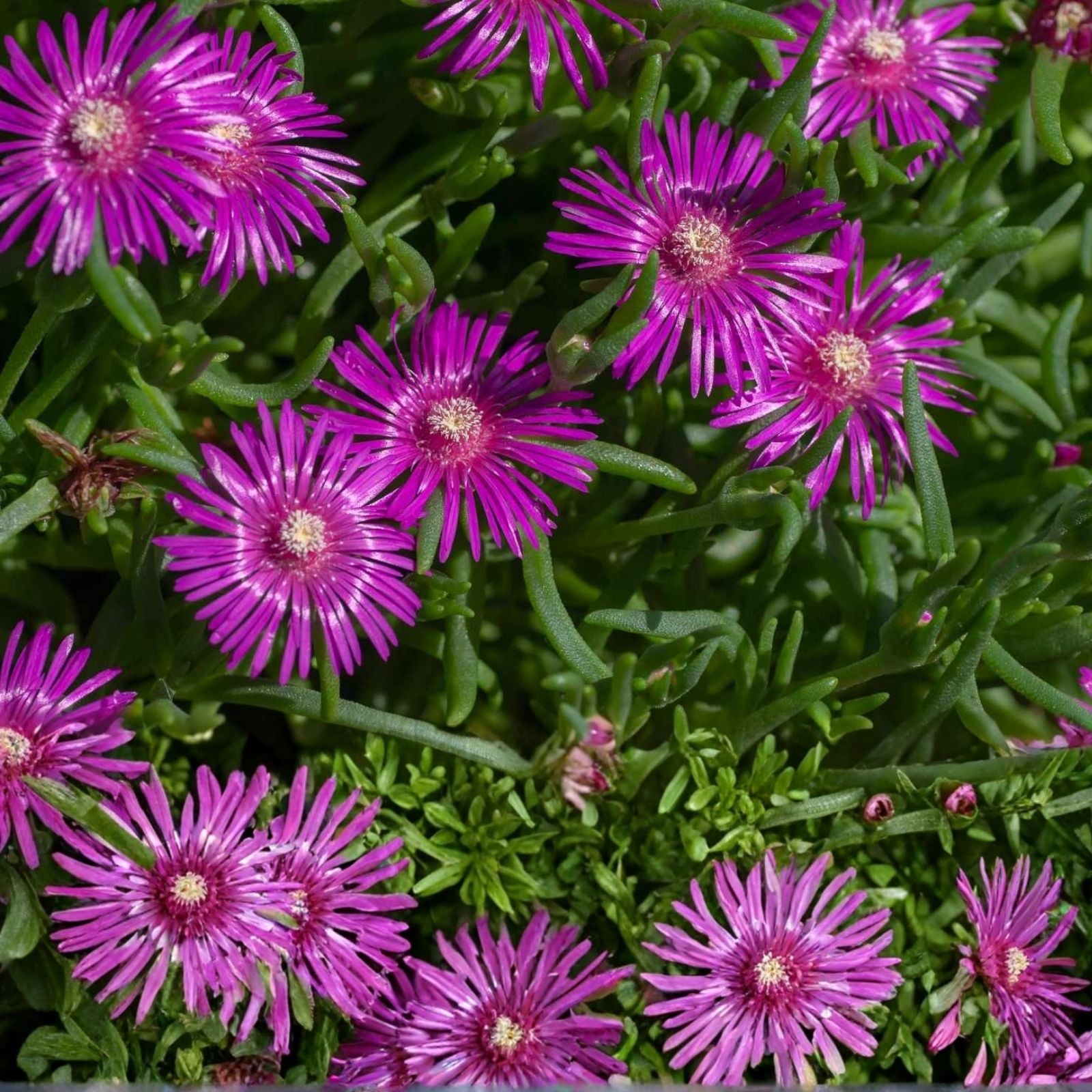 Ice Plant Cutting Purple Pink Ground Cover Succulent 4-7" Delosperma spp. Live Plant, Starter Plant, Houseplant