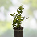Eureka Lemon Plant Cutting 6" | Fast-Growing Citrus Starter Live Plant Houseplant