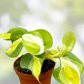 Philodendron Cream Splash Cutting Tropical Houseplant Live Plant Starter Plant