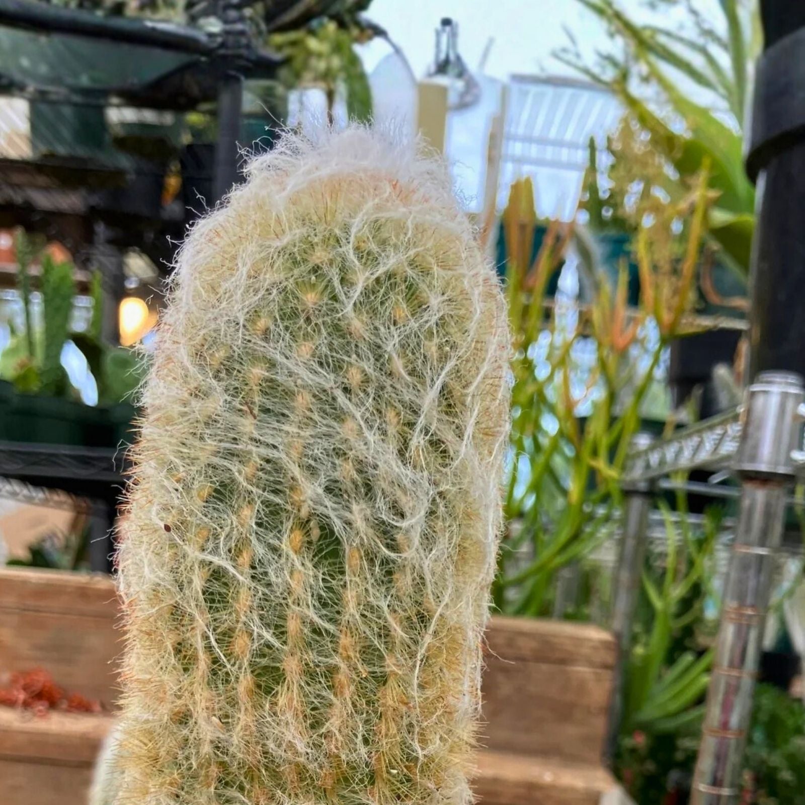 Espostoa lanata Old Man of the Mountain Cactus 8" Pot, Succulent Plant with White Spines, Desert Cactus for Indoor or Outdoor Use