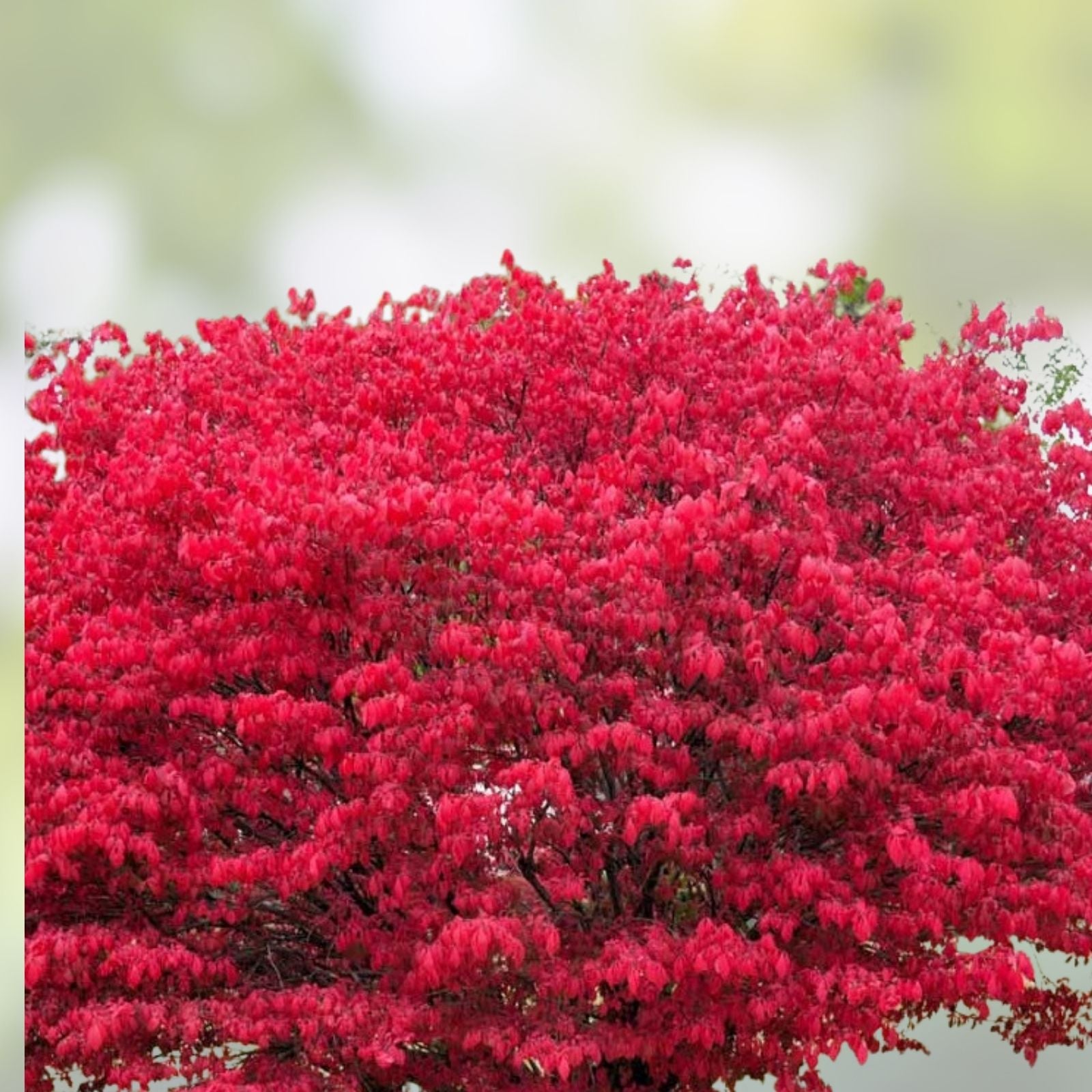 Burning Bush Live Bare Root Shrub Euonymus alatus 16+ Inches Fall Foliage Hardy Zones 4-8