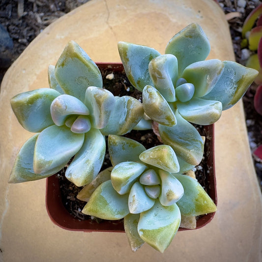 Graptosedum Ghosty Succulent Cutting 3-Inch Live Plant Rare Houseplant for Home Decor Gardening