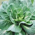 Collard Greens Seeds Georgia Southern Heirloom Non-GMO Brassica oleracea Live Plant Cutting Gardening Vegetable Seed