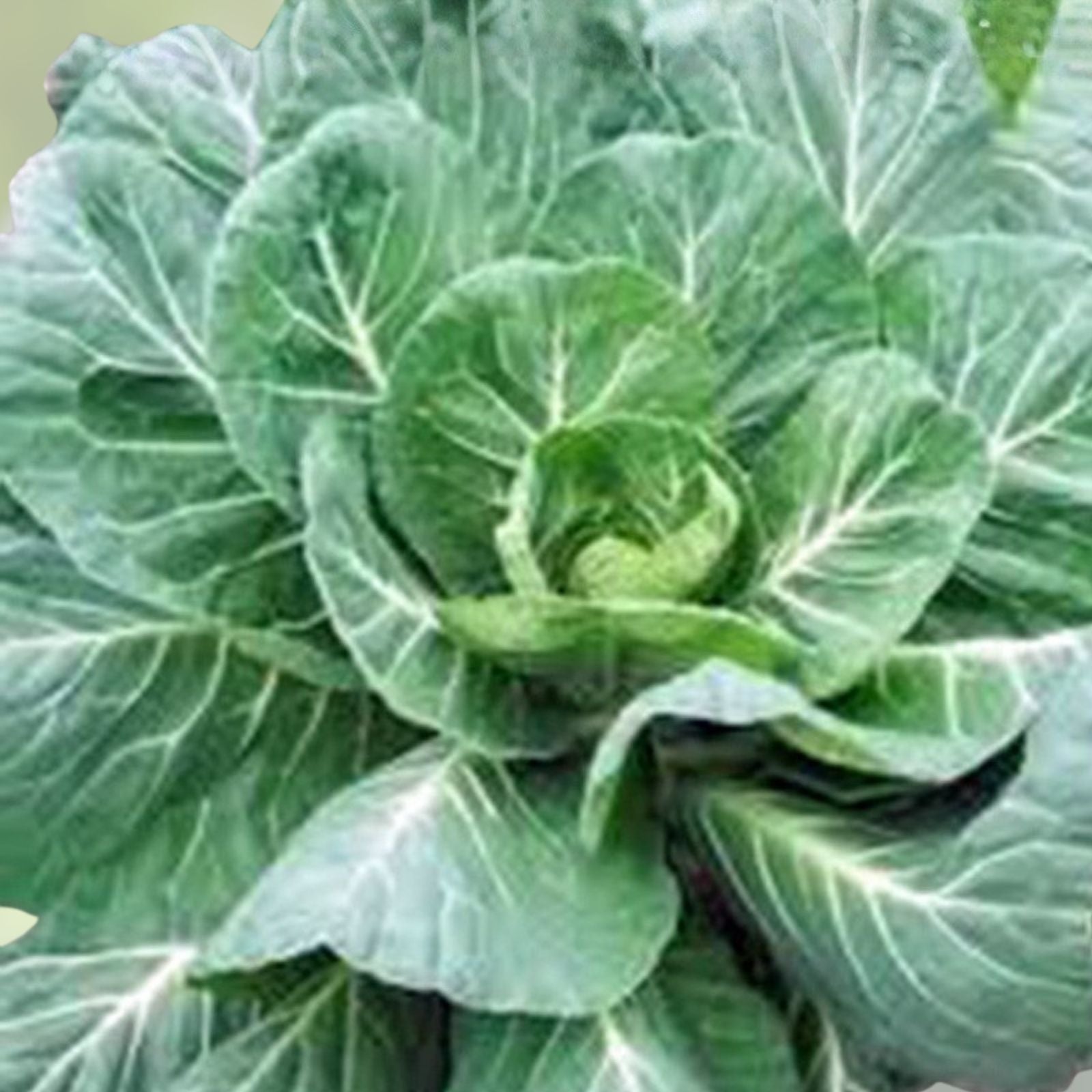 Collard Greens Seeds Georgia Southern Heirloom Non-GMO Brassica oleracea Live Plant Cutting Gardening Vegetable Seed