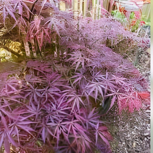 Japanese Maple Cutting Garnet Acer palmatum Weeping Tree Live Plant for Rooting Grafting