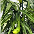 Palora Yellow Dragon Fruit Plant - Rooted & Sprouted, Self-Pollinating, Hylocereus megalanthus, 8-10 inches, New Harvest Quality