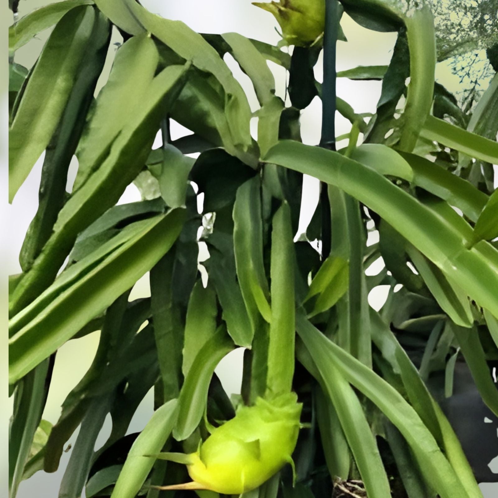 Palora Yellow Dragon Fruit Plant - Rooted & Sprouted, Self-Pollinating, Hylocereus megalanthus, 8-10 inches, New Harvest Quality