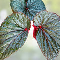 Giant Angel Wing Begonia Cuttings - 2 Pieces - Indoor Houseplant - Begonia clypeolata - Easy Care Plant