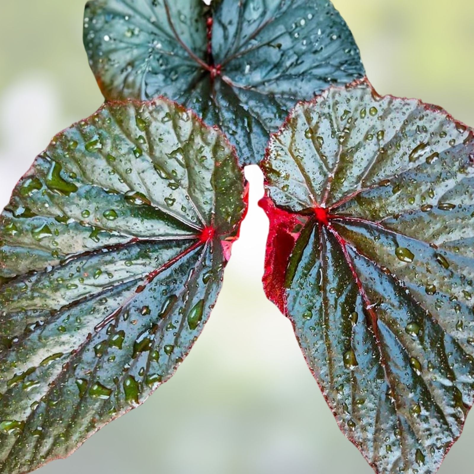 Giant Angel Wing Begonia Cuttings - 2 Pieces - Indoor Houseplant - Begonia clypeolata - Easy Care Plant