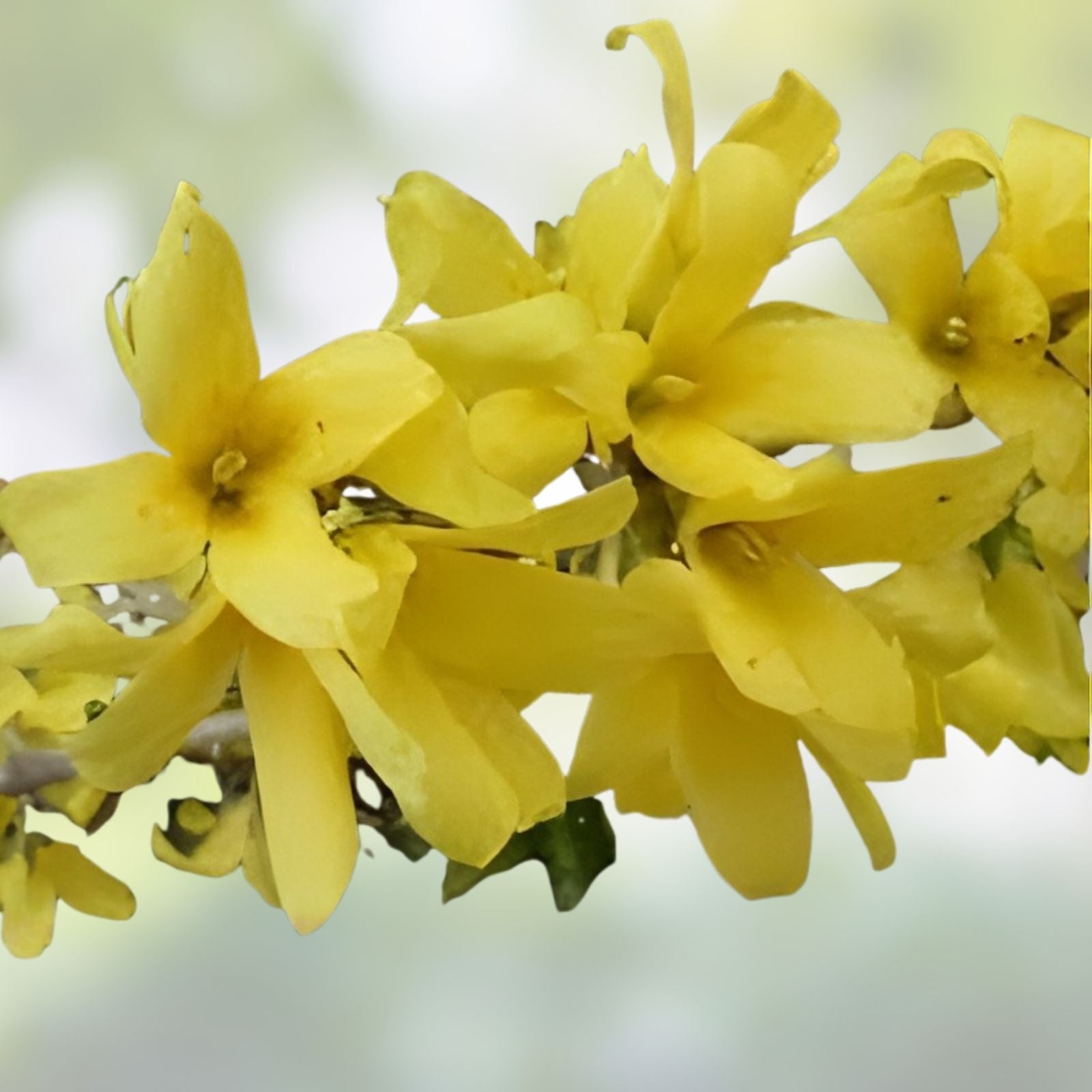 Forsythia x intermedia 'Mindor' Rooted Cuttings – Bright Yellow Flowering Shrubs – Live Plant, Fast Growing, Garden, Landscape, Bare Root