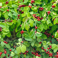 American Hazelnut Tree Seeds, Corylus Americana, Nut-Bearing, Edible, Native, Hardy, 50+ Seeds