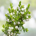 Dwarf Myrtle Hedge Seeds | Myrtus communis Evergreen Shrubs | Fragrant White Flowers | Landscaping, Live Plant, Bare Root, Starter Plant