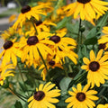 Black-Eyed Susan Plant Rudbeckia hirta Native Wildflower Live Rooted Cluster Southern Alabama Starter Plant