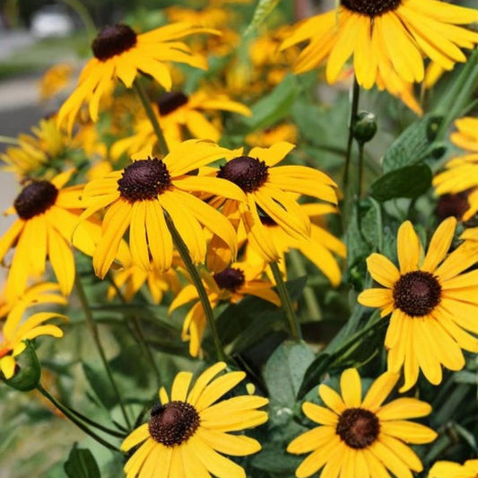 Black-Eyed Susan Plant Rudbeckia hirta Native Wildflower Live Rooted Cluster Southern Alabama Starter Plant