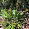 Dwarf Palmetto Plant Sabal Minor Live Starter Bare Root Cold Hardy Drought Tolerant Zone 7-10