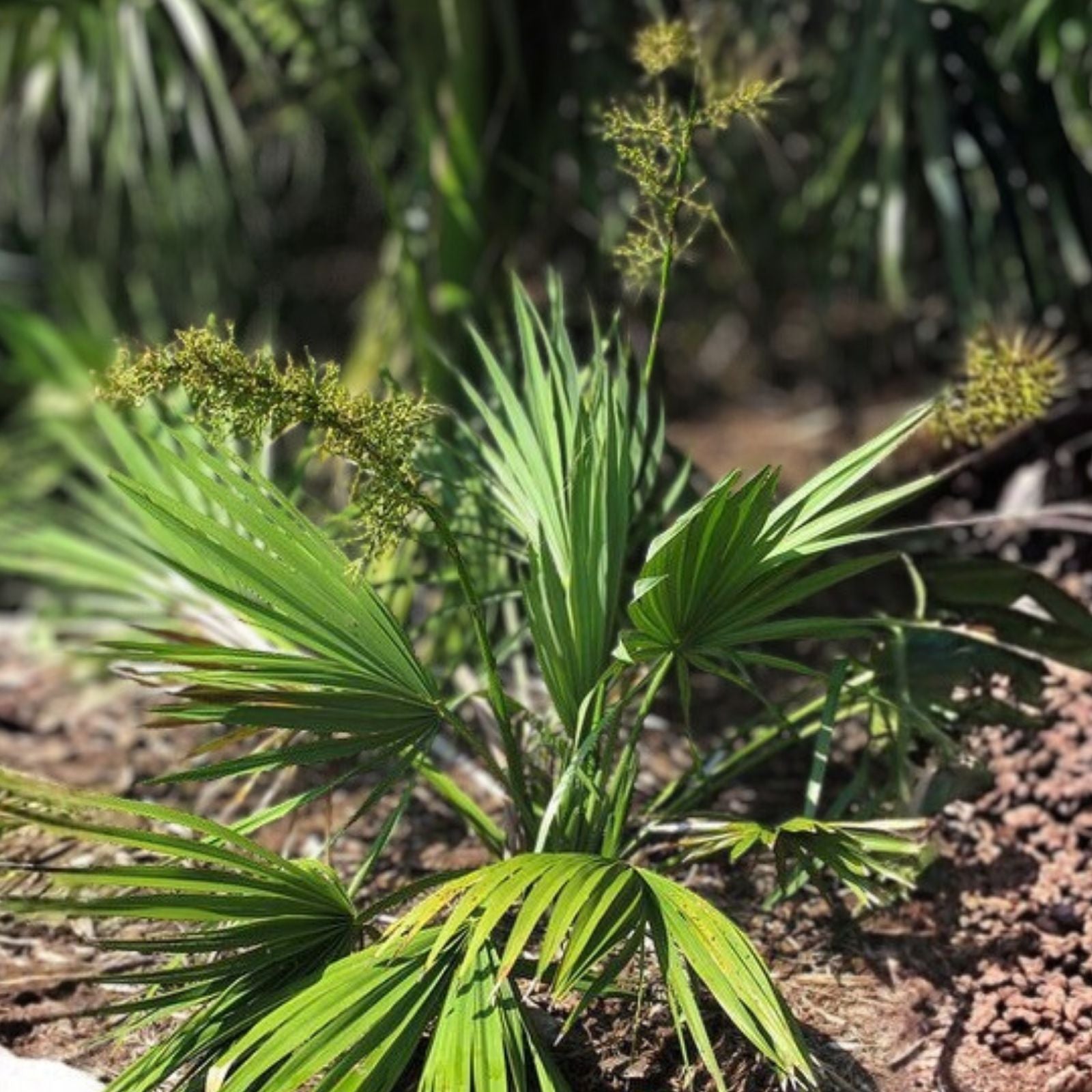 Dwarf Palmetto Plant Sabal Minor Live Starter Bare Root Cold Hardy Drought Tolerant Zone 7-10